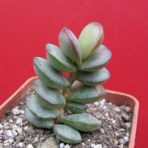Adromischus subdistichus