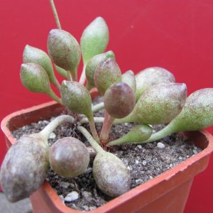 Adromischus *Indian Clubs*
