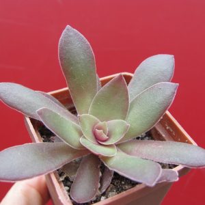 Crassula Rosularis