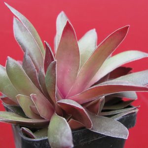 Crassula Rosularis
