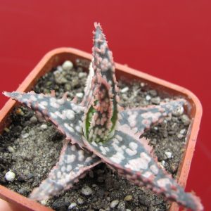 Aloe hybr.   #8