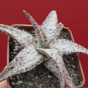 Aloe Doran Black hybr.