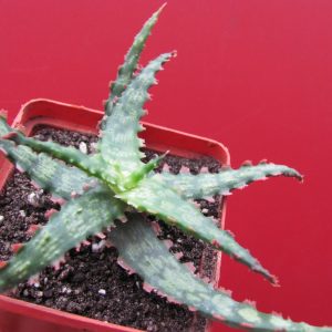 Aloe Gargoyle