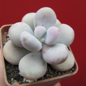 Pachyphytum Pink