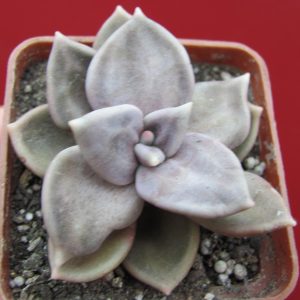Echeveria xichuensis