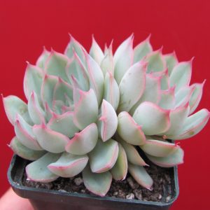 Echeveria Orion