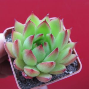 Echeveria agavoides Cristmas