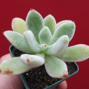 Echeveria leucotricha