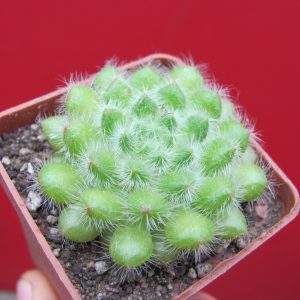 Echeveria setosa