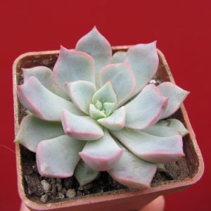 Echeveria hybr.     #20