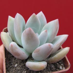 Pachyveria Opalina