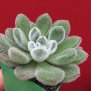 Echeveria Doris Taylor