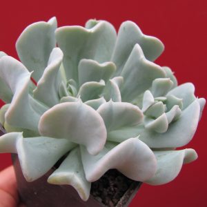 Echeveria Tompsy Turvy