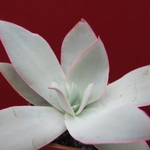 Echeveria Cante