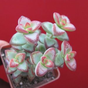 Crassula perforata  *Aiboshi*