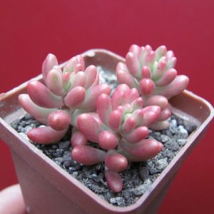 Sedum Aurora
