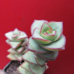 Crassula perforata *String of Buttons*