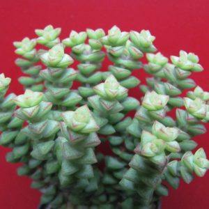Crassula   *Tom Tumb*