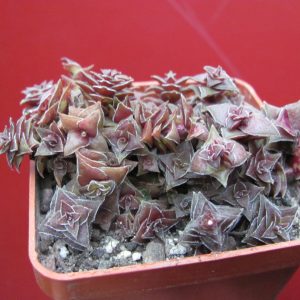 Crassula corymbulosa