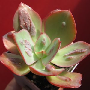 Echeveria Baron Bold