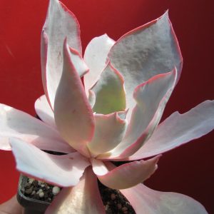 Echeveria afterglow