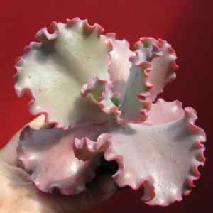 Echeveria Silveron Red