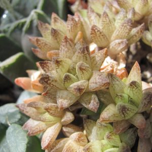 Haworthia reticulata   Dublin