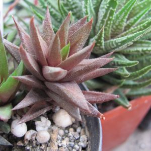 Haworthia tortuosa Curta