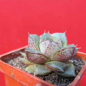 Echeveria purpusorum    *White form*