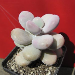 Pachyphytum Pink