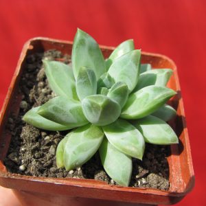 Pachyphytum compactum *Purple Diamond* hybr.