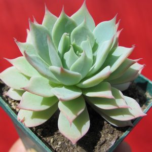 Echeveria
