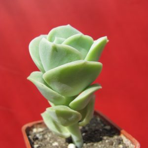 Echeveria Lovely Rose