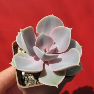 Echeveria Perle von Nurnberg