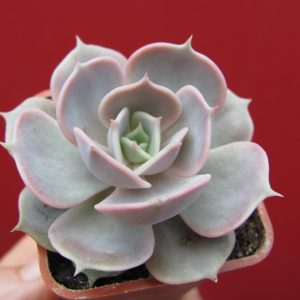 Echeveria lilacina x Debbie