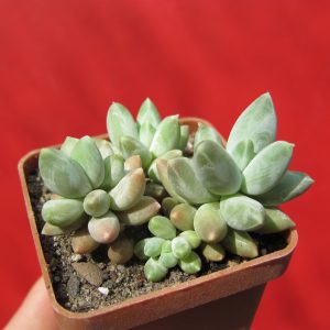 Pachyphytum compactum Big Green