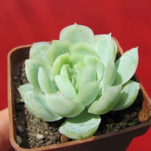 Echeveria Snow Ball