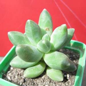 Pachyphytum compactum Big Green