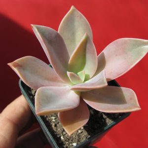 Echevereia Fred Ives