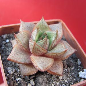 Echeveria purpusorum  *White form*