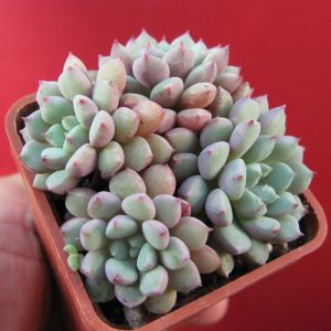 Echeveria  hybr.