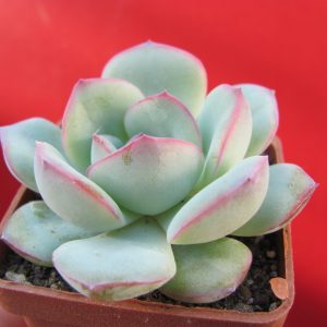 Echeveria  Hercules