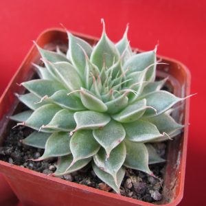 Graptopetalum  *Silver Star*