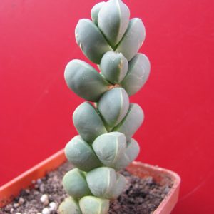Corpuscularia lehmannii