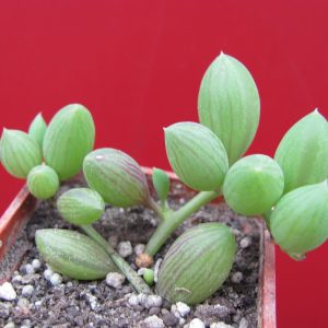 Senecio herreianus