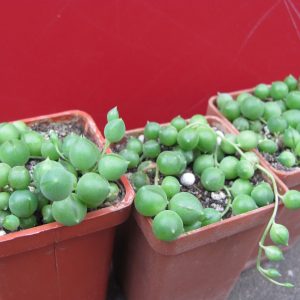 Senecio rowleyanus 3 вместе