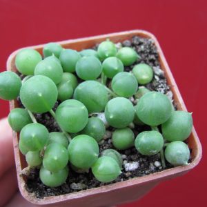 Senecio rowleyanus