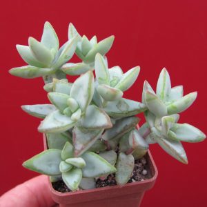 Crassula perforata