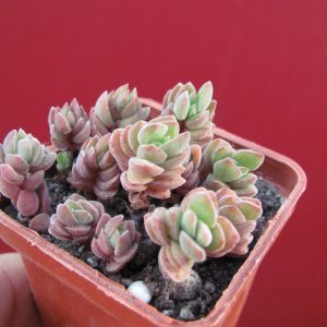 Crassula velutina