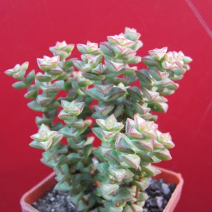 Crassula   *Tom Tumb*